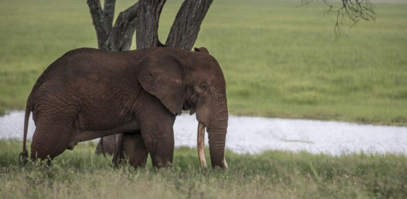 Matan a casi 90 elefantes por sus colmillos en África