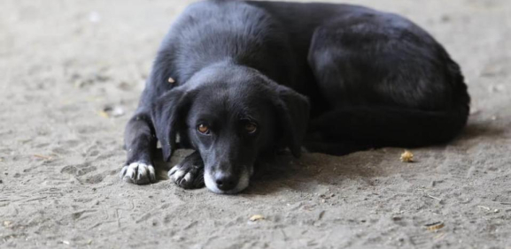 Aprueban en Tlaxcala ley para proteger a los animales; seguirán las corridas de toros y peleas de gallos