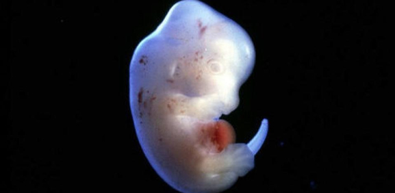 Japón permitirá a científico crear híbridos humano- animales