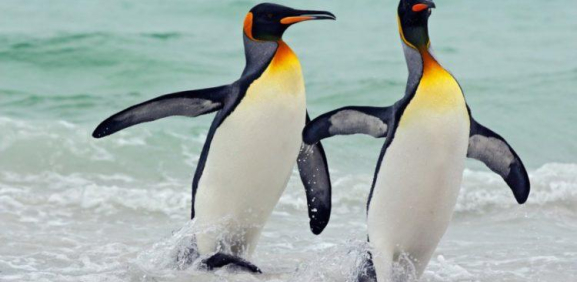 Una pareja pingüinos gays se convierten en padres, tras adoptar un huevo abandonado en zoológico.