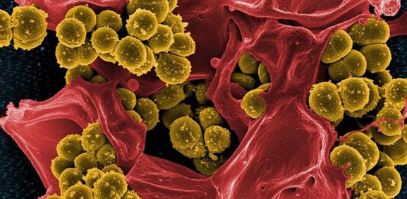 Proteínas en bacterias son la clave para nuevos antibióticos