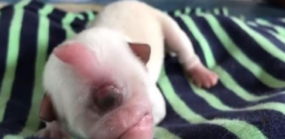 Nace perrito con un solo ojo; así conmociona el 'cachorro cíclope'