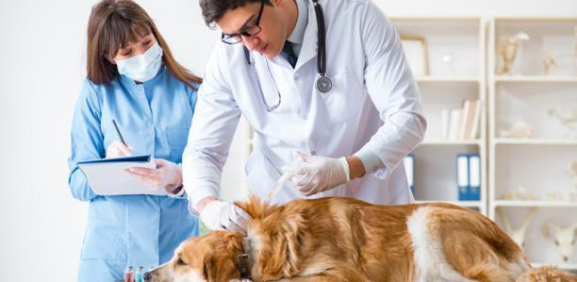 Recomendaciones para el cuidado de tu mascota si te detectado con  coronavirus