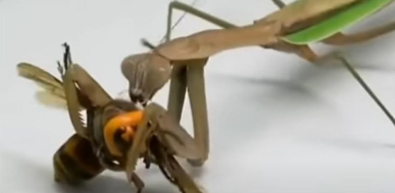Conoce a la mantis religiosa, una depredadora capaz de matar a la “avispa asesina”