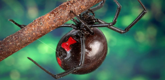 Niños se dejan picar por una viuda negra para ser como “El Hombre Araña”