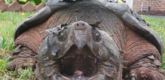 Tortuga Caimán de 30 kilos que rondaba las calles de EU fue rescatada 