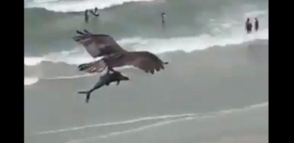 Sorprende águila cazando a un tiburón y se lo lleva volando