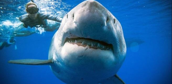 Mujer sufre terrible mordida de un tiburón, mientras filmaba documental