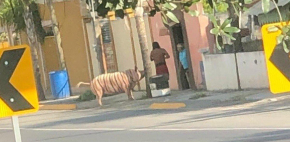 Conoce al ejemplar de “cerdo-tigre” captado en calles de Nuevo León