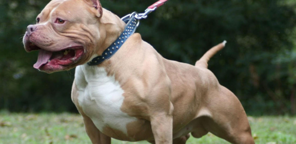 mitos de los pitbull