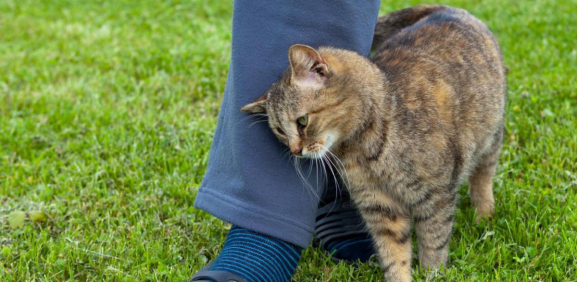 gatos se frotan en piernas