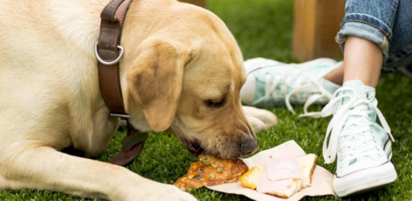 alimentos prohibidos para perros