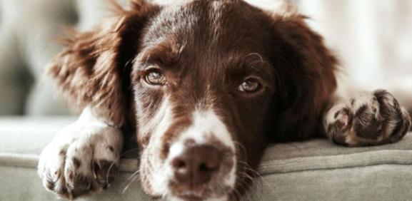 señales perro enfermo
