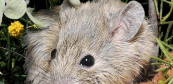 australia gould mouse