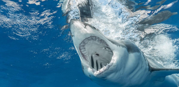 Brasil. tiburón ataca a hombre y lo mata