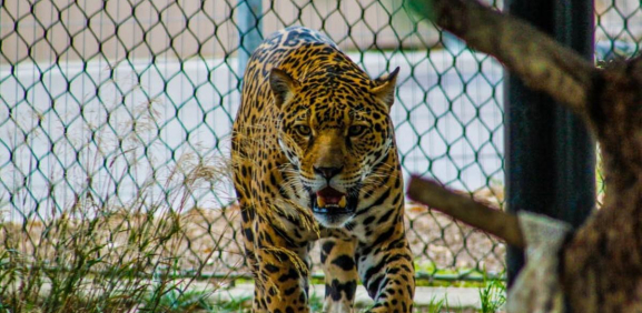 En Oaxaca, campesino envenena a jaguar porque mató a su burro