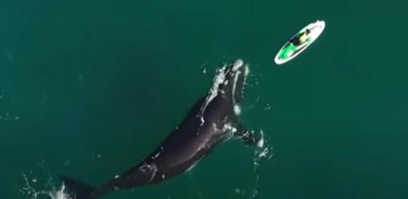 Captan a enorme ballena jugando con un turista en Argentina