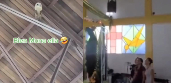 TikTok. Iglesia canta para espantar a lechuza; se pone a bailar 