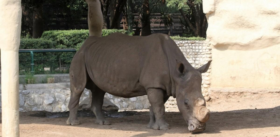 Guadalupe. Ciudadanos piden rescatar a animales de La Pastora