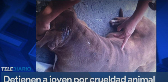 Joven es  detenido por cruealdad animal