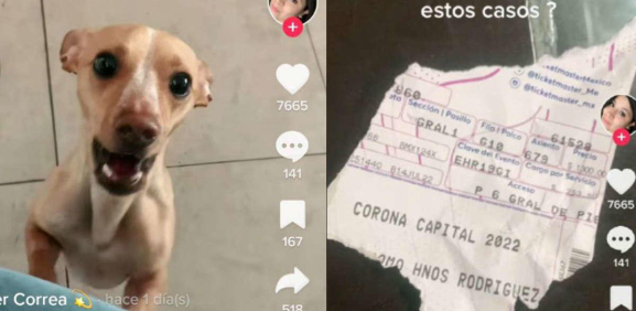 Perrito rompe el boleto de su dueña para el 'Corona Capital 2022' y se hace viral