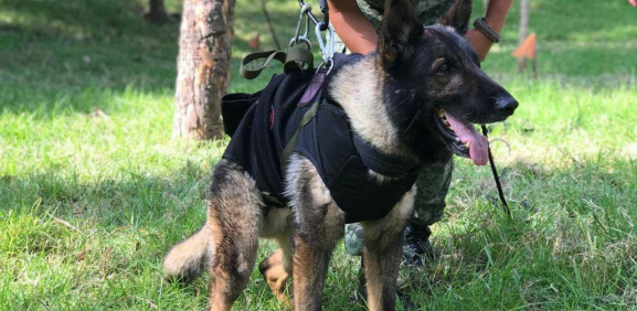 Muere Proteo, uno de los perros rescatistas de México en Turquía