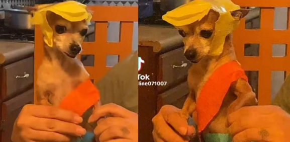 Perro chihuahua se hace viral bailando al ritmo de 'Medio Metro'