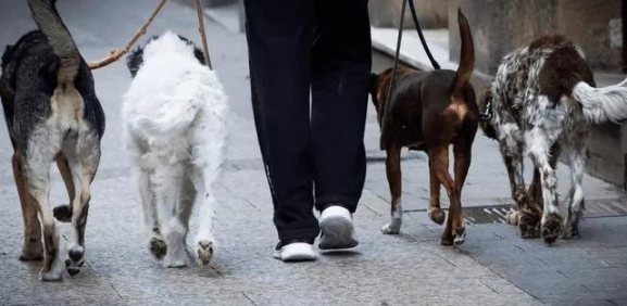 CANADÁ ofrece trabajo para cuidar perros con SUELDO de 64,000 pesos