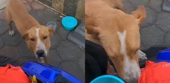 Se disfraza de repartidora y entrega alimento a perritos de la calle