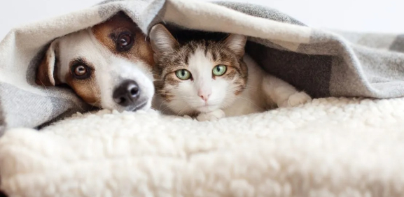 Así debes proteger a tus mascotas ante las temperaturas bajas