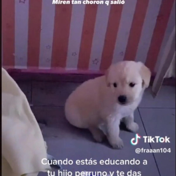 VIDEO: Perrito llora porque no se quiere dormir solo