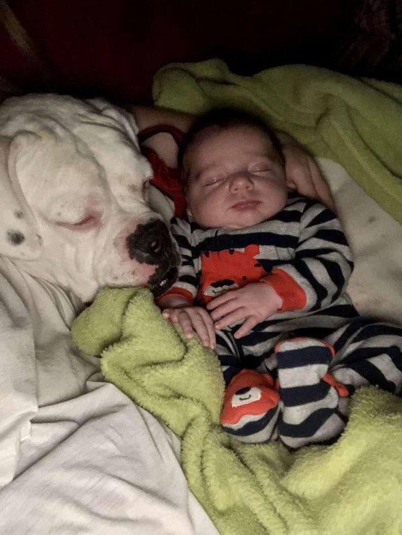 Bebé se escapa de su cama para ir a dormir junto a su perrito